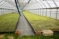 Automated greenhouse hall with young seedlings