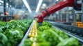 Automated Harvesting of Lettuce in Modern Agricultural Facility Royalty Free Stock Photo