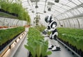 Automated humanoid robot helps to grow crops in modern greenhouse. Futuristic Agricultural farms. Concept of