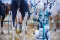 Automated milking equipment at dairy farm Royalty Free Stock Photo