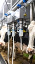 Automated milking machine operating on dairy cattle in a modern barn Royalty Free Stock Photo