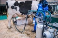 Automated milking suction machine with teat cups during work with cow udder Royalty Free Stock Photo