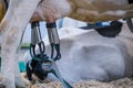 Automated milking suction machine with teat cups during work with cow udder Royalty Free Stock Photo