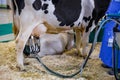 Automated milking suction machine with teat cups during work with cow udder Royalty Free Stock Photo