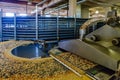 Automated production line of small salt cracker cookies. Oven and conveyor line machine Royalty Free Stock Photo