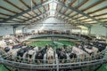 Automated rotary cow milking machine equipment on dairy farm. Many black and white cows on modern industrial round camp Royalty Free Stock Photo