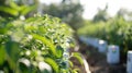 Automated sensors p throughout the fields capture data on temperature humidity and other environmental factors feeding