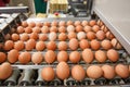 Automated sorting of raw and fresh chicken eggs