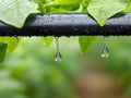 Automated watering system efficiently irrigating rows of young seedlings in rich, fertile soil, ensuring healthy growth and