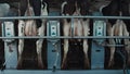 Automatic cows milking system in farm parlour. Modern dairy production facility. Royalty Free Stock Photo