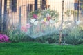 Automatic garden lawn sprinkler in action watering green grass Royalty Free Stock Photo