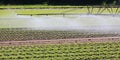 Automatic irrigation system on the cultivated field to give water to the cultivation during drought