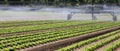 Automatic irrigation system on the cultivated field to give water to the cultivation during drought