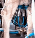 Automatic milking of a cow on a farm, close-up, udder milking, bag Royalty Free Stock Photo