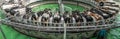 Automatic milking system on dairy farm, panoramic image. Modern industrial robotic equipment for milking cows Royalty Free Stock Photo