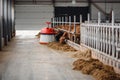 Automatic robot for feeding cows with hay. Farm livestock industry Royalty Free Stock Photo