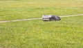 Automatic robot lawnmower mowing green grass on a lawn in a warm sunny summer day