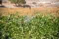 Automatic Sprinkler irrigation system watering in the vegetable farm. Selective focus and motion blur Royalty Free Stock Photo