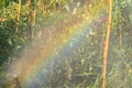 Sprinkler spraying watering with a rainbow in the garden Royalty Free Stock Photo