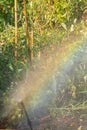 Sprinkler spraying watering with a rainbow in the garden Royalty Free Stock Photo