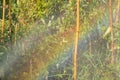 Sprinkler spraying watering with a rainbow in the garden Royalty Free Stock Photo