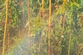 Sprinkler spraying watering with a rainbow in the garden Royalty Free Stock Photo