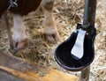 Automatic water bowl for cattle Royalty Free Stock Photo