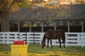 Automatic Waterer in Outdoor Pen with Horse Royalty Free Stock Photo