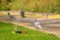 Automatic watering can on a lawn in a village. Economics of water resources.