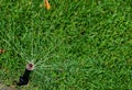 Automatic watering lawns Royalty Free Stock Photo