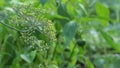 Automatic watering of pepper on a kitchen garden.