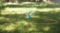 Automatic watering. Sprinkler watering the grass in the park