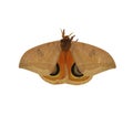 Automeris excteta moth from mountains of Mexico isolated on white background
