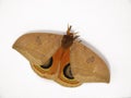 Automeris excteta moth from mountains of Mexico