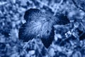 Automn background. Magic automn view at forest. Colorful leaves