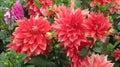 Automn pink dahlia flower in the garden