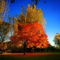 Autumnal tree Royalty Free Stock Photo