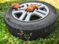 Automotive wheel removed for replacement lies on the ground