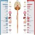 Autonomic nervous system of human infographic diagram