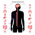 Autonomic nervous system Royalty Free Stock Photo