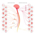 Autonomic nervous system