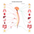 Autonomic nervous system Royalty Free Stock Photo