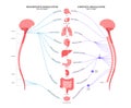 Autonomic nervous system