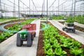 Autonomous driverless small tractor working in vegetable farm, Future 5G technology with smart agriculture farming concept