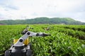 Autonomous robot harvesting tea leaf in green tea field, Future 5G technology with smart agriculture farming concept