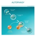 Autophagy of mitochondria Royalty Free Stock Photo