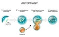 Autophagy. lysosome and Cell recycling