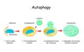 Autophagy steps