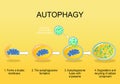 Autophagy steps. Cellular recycling