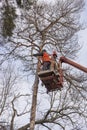 Autotower, elimination of emergency trees. Workers on parts to eliminate dry pine.